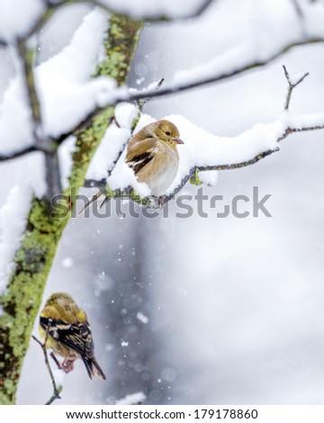 Similar – Image, Stock Photo Goldfinch in winter