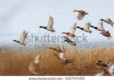 Mallard duck flying over the lake Сток-фото © 