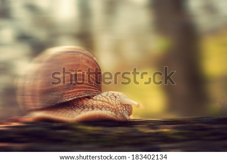 Fast snail