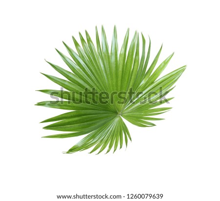 Similar – Image, Stock Photo Fern Fan Forest Bushes