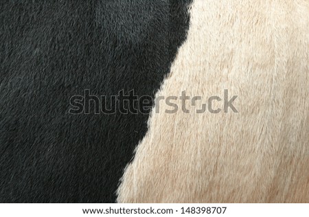 texture of skin of cow using as background
