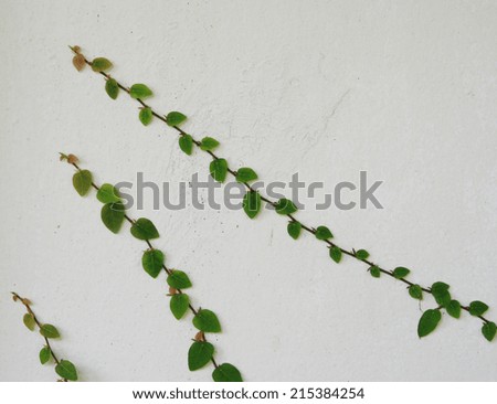 The Green Creeper Plant on wall