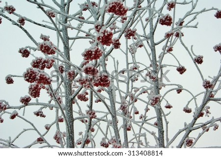 Frozen red rowan berry tree under white frost cold winter day