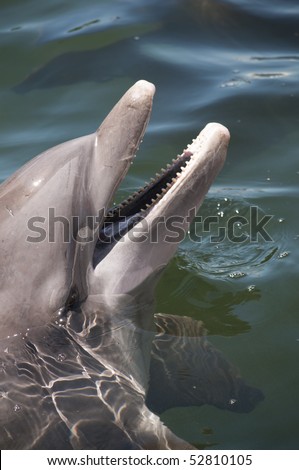 Head of a bottlenose dolphin (Tursiops truncatus) with an open beak emerging from water