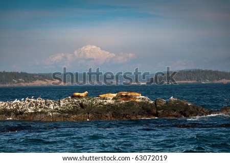 Sea lions and marine birds on an rocky islet in Puget sound