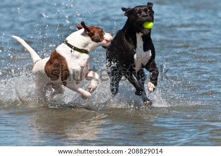 White dog with brown spots chasing black dog holding a ball in the water