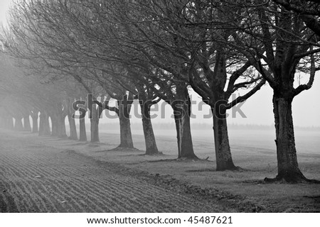 close up for a row of deciduous trees fading into the fog black and white