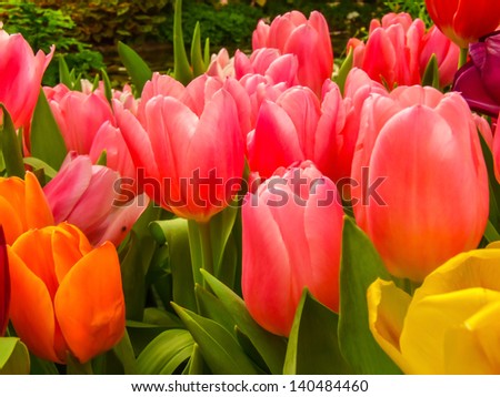 Colorful of Tulips show indoor flower  exhibition
