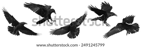 Similar – Image, Stock Photo A raven crow at the coffee klatsch in the garden cafe