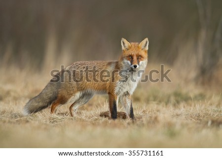 Mammals Fox