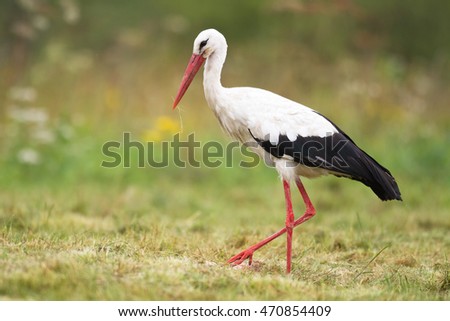 Similar – Image, Stock Photo meadow stork bill in a meadow