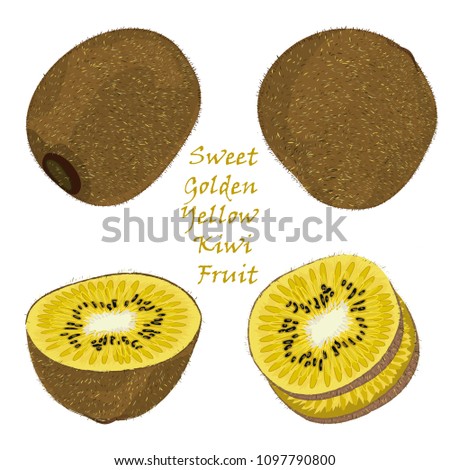 Set of hand-drawn yellow kiwi fruit, single, peeled and sliced fruits. realistic drawing, isolated on white background. Vector illustration