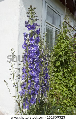 Delphinium flower. From the series \