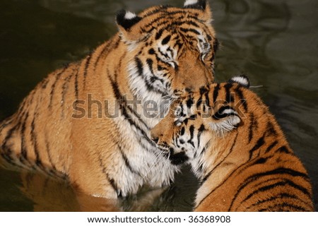 tigers play in the water