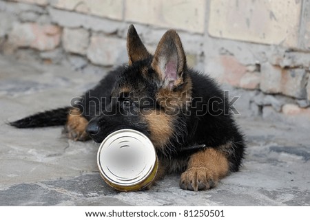 German Shepherd dog puppy play with empty food can . Near Kiev,Ukraine