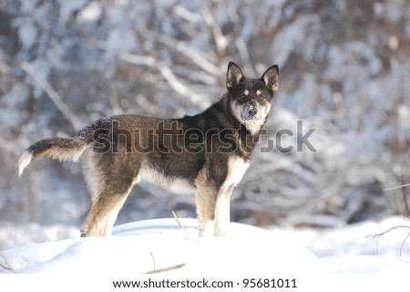 Metis Dog in the winter time.Near Kiev,Ukraine