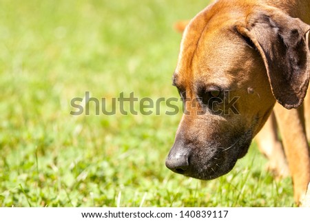 A close-up landscape composition of a pure bred male Rhodesian Ridgeback sniffing the grass on a warm sunny day.