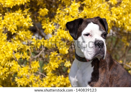 pure bred boxer sitting outside in-front of the yellow Forsythia bush on a bright sunny day.