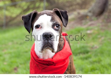 a close-up of a pure bred boxer standing outside waring red bandana