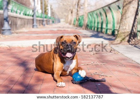 Boxer puppy laying outside and holding his ball toy