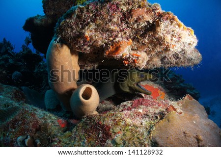 Giant green moral eel with its mouth open, next to sponges, on a colorful coral reef - Akumal, Riviera Maya - Mexico
