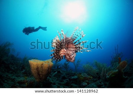 A lion fish and sponge with the silhouette of a diver a sun in the background on a coral reef - Akumal, Riviera Maya - Mexico