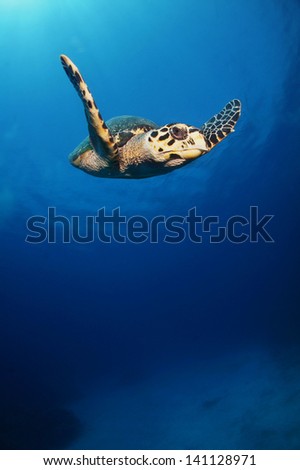 A hawksbill turtle swimming high above the reef - Akumal, Riviera Maya - Mexico