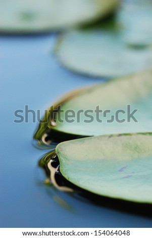 Water lily leaves on calm water surface