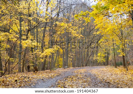 Autumn forest with yellow maple trees and colorful foliage in hiking trail, Toronto