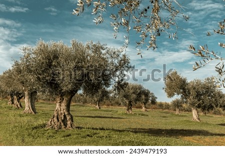 Similar – Foto Bild Alentejo-Landschaft