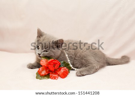 A grey kitten playing with white bead and red glass flower on pink background
