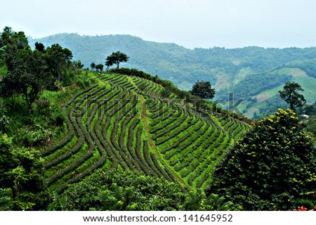 Green tea mountain