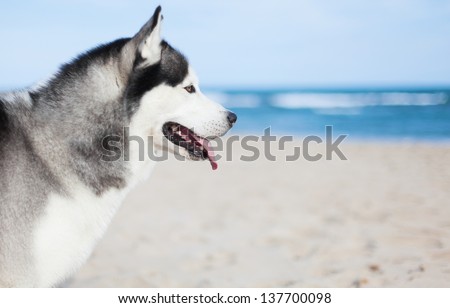 Adorable husky resting at sea shore