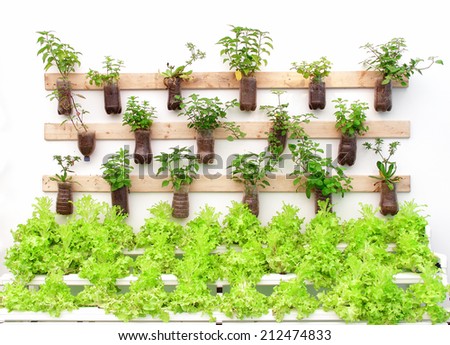 Plant herbs in pots hang on the wall.
