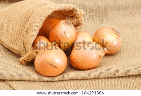 Gold onion vegetable bulbs in burlap on burlap background