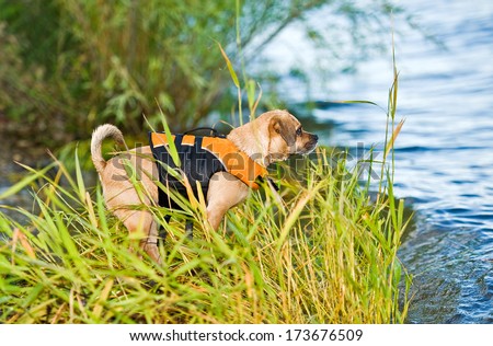 Cute dog with a life jacket on looking at the water.