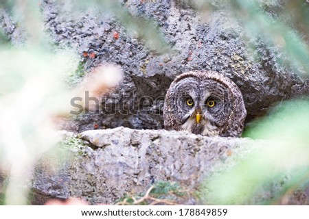 Great grey owl peering over the edge a rock looking directly at the viewer with it\'s yellow eyes, framed by leaves