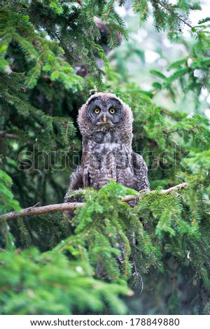 Great grey owl sitting in a tree with yellow eyes, lifting it\'s head and stretching it\'s neck to get a better view