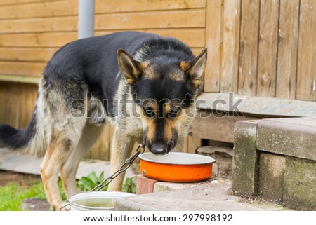 Dog on a chain. The dog protects the house. Vicious dog. The dog barks. The German shepherd protects the house. The dog drinks water from a bowl