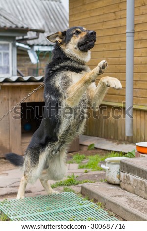 Dog on a chain. The dog protects the house. Vicious dog. The dog barks. dog on a leash. The German shepherd protects the house. Jump of a dog. The German shepherd jumps