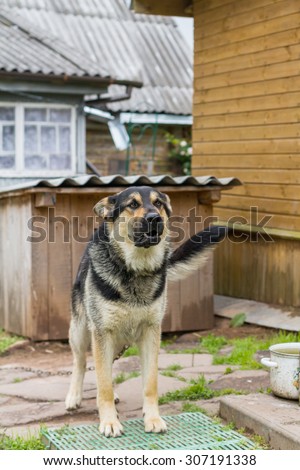 Dog on a chain. The dog protects the house. Vicious dog. The dog barks. dog on a leash. The German shepherd protects the house