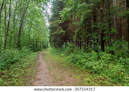 Green wood in the summer. Summer wood. A footpath in the green wood