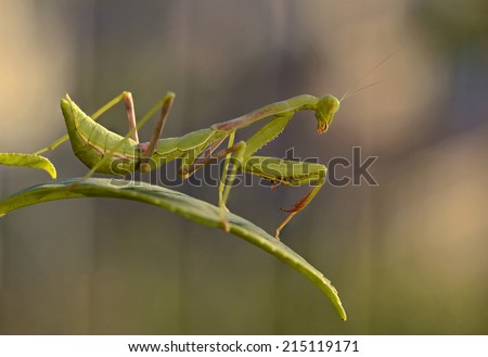 Praying Mantis/Praying Mantis/A Praying Mantis perches on a leaf.