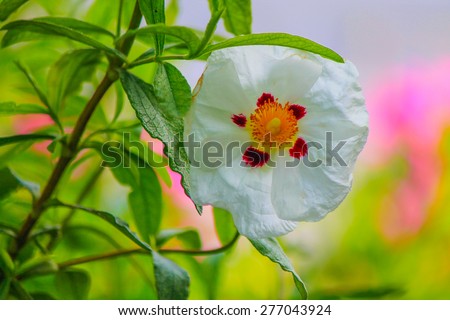 White poppy flower.