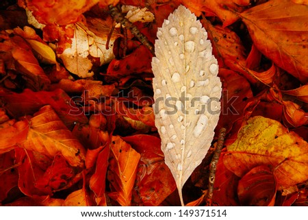 Yellow autumn leaf with raindrops lying on the autumn leaves