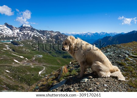 Labrador dog sits on the edge of the cliff looking down with mountain peaks in the background in Breuil-Cervinia, Italy