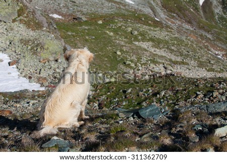 Labrador dog sits on the edge of the cliff with its back turned to viewer looking down with mountain peaks in the background in Breuil-Cervinia, Italy