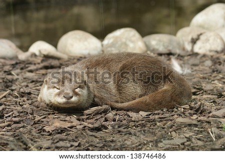 An Oriental small-clawed Otter family - Aonyx cinerea
