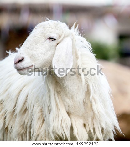 Closeup of long wool sheep