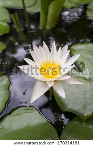 Water lily blooming over water and leaves